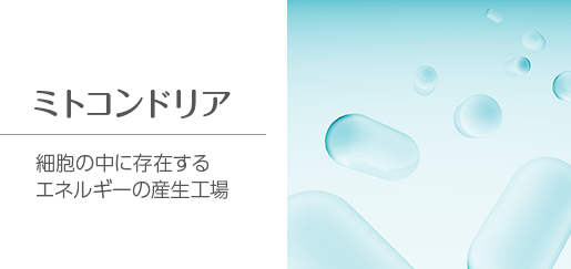 ミトコンドリア